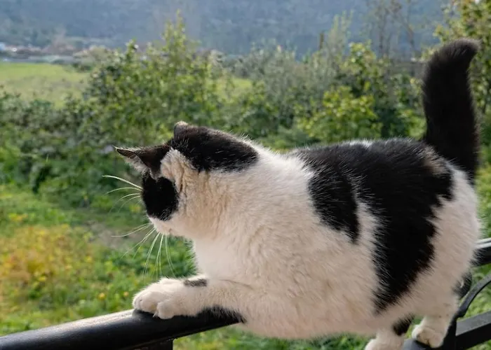 2 Cozy Mountain View With Balcony Breakfast Included
