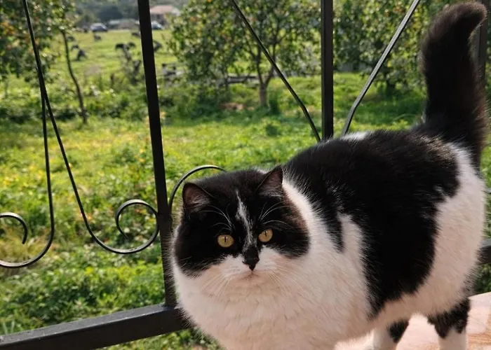 2 Cozy Mountain View With Balcony Breakfast Included Gasthof Berat